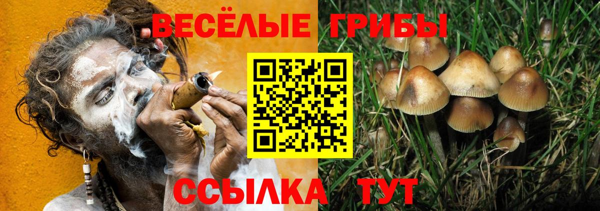 Галлюциногенные грибы Psilocybine cubensis  Галлюциногенные грибы прущие грибы  Вход с VPN  Мурманск 